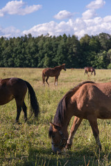 group of chestnut horses graze in a paddock