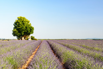 Fototapeta premium Beautiful view on rows and provencal houses.