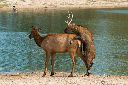 Mating Deer