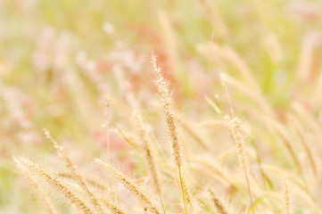 Fototapeta premium grass flower in the field