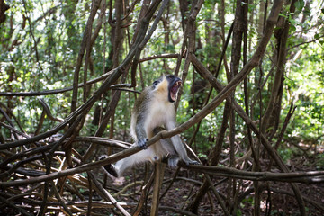 Monkey playing in Barbados