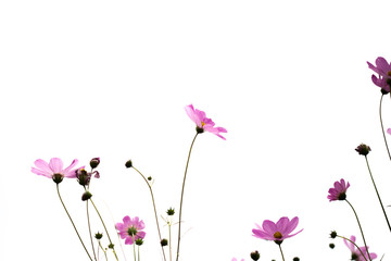 Naklejka premium Pink cosmos flowers in garden close up