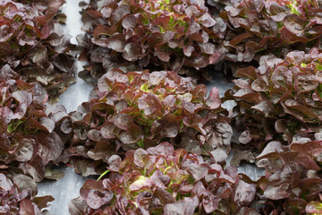 The head of red lettuce in farm