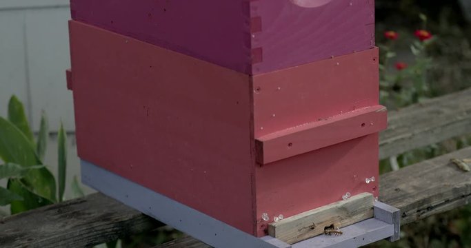 Pan down on a small beehive with honeybees going in and out.