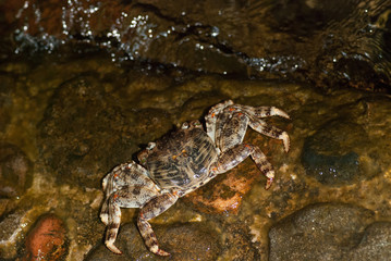 Obraz na płótnie Canvas Wet sea crab on the stone at night