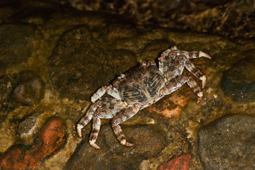 Wet sea crab on the stone at night