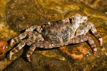 Wet sea crab on the stone at night