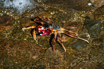 Wet sea crab on the stone at night