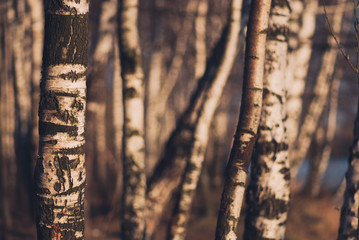 Birch trunks lighted evening sunlight. Autumn forest