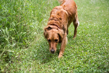 Dog orange playing on path with grass