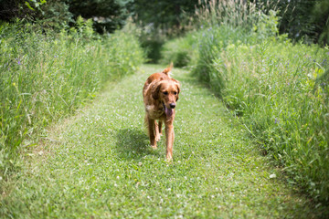 Dog orange playing on path with grass