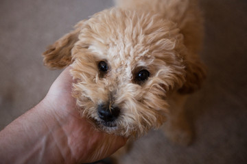a cute puppy in my hand