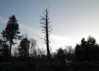 Trees, Dog and Sky