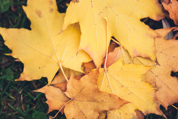 Yellow autumn Maple leaves on green grass