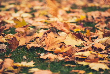 Yellow autumn Maple leaves on green grass. Blurred wind background