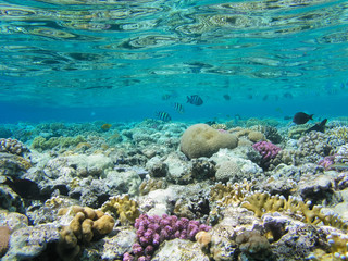 Naklejka na ściany i meble Tropical fish and hard corals in the Red Sea, Egypt. Vacation