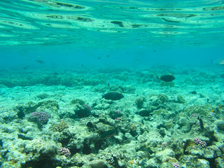 Naklejka na ściany i meble Tropical fish and hard corals in the Red Sea, Egypt. Vacation