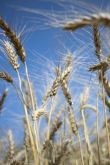 golden wheat field and sunny day