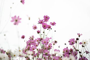 Obraz na płótnie Canvas Pink cosmos flowers in garden close up