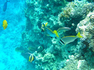 Fototapeta na wymiar Tropical fish and hard corals in the Red Sea, Egypt. Vacation