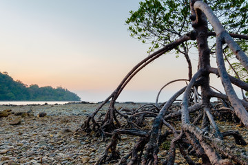 Naklejka premium background of mangrove in the sea and sky