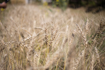 golden wheat field and sunny day