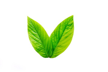 fresh green leaf isolated on a white background