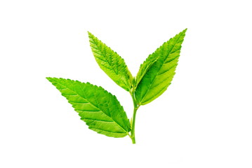 Naklejka na ściany i meble fresh green leaf isolated on a white background