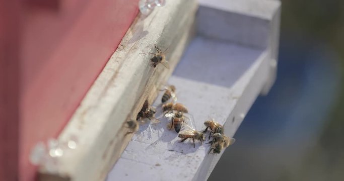Detail of small beehive with honeybees in shallow focus.