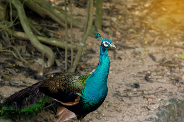 Obraz premium Beautiful peacocks in a wild