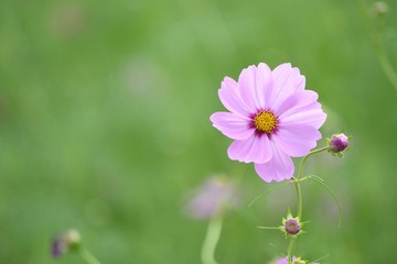 Obraz premium 秋桜 