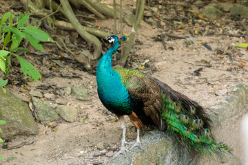 Obraz premium Beautiful peacocks in a wild