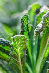 kale in the field