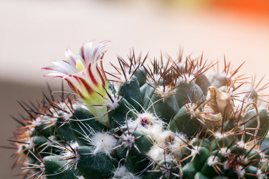 Close up cactus flower of copiapoa humilis