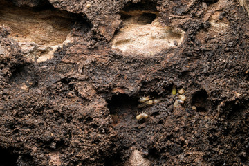 Colony of termites build nest beneath the tree bark.