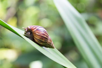 Snail on green leaf in the garden.