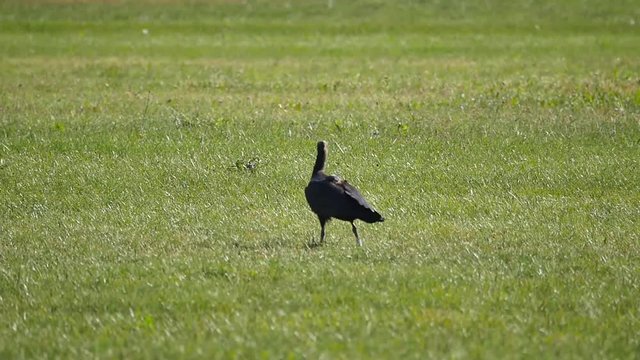 Bald Ibis Hermit Ibis Geronticus eremita Ibis Waldrapp Take off Slow Motion