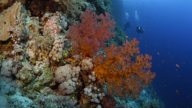 Beautiful reef Scene in the Red Sea.
