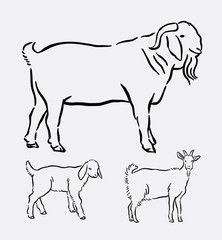 Goat pet animal pose hand drawing. good use for symbol, logo, web icon, mascot, coloring book, sign, or any design you want.