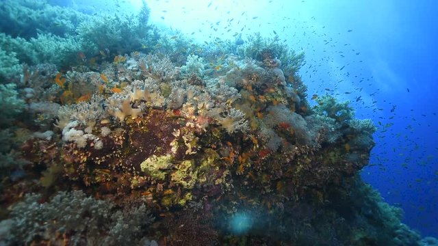 Beautiful reef Scene in the Red Sea.
