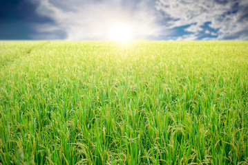 Obraz na płótnie Canvas Green rice fields in blue sky and clouds