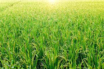 Green rice field at sunrise
