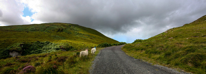 Obraz premium mouton route irlandaise