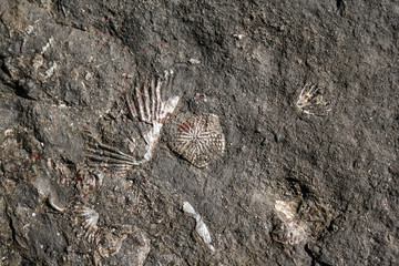 Brachiopod fossils