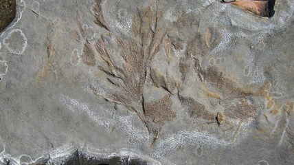Bryozoans sea fan fossil