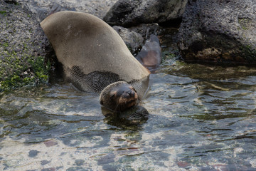 ガラパゴスアザラシ