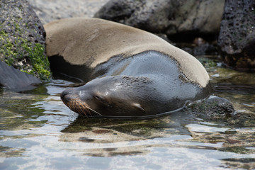 ガラパゴスアザラシ