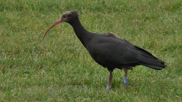 Bird watching bird eat worm ground slow motion Ibis Waldrapp Northern Bald Ibis Hermit Ibis Geronticus eremita animal wildlife