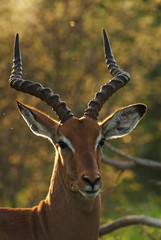 Impala, Aepyceros melampus, Kruger National Park, South Africa