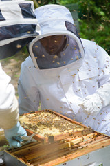 Two beekeepers working on hive